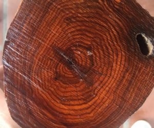 Các đặc điểm chi tiết của loại gỗ thông đỏ này