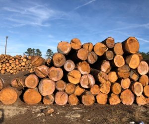 Những ưu điểm của loại gỗ dẻ gai
