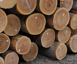 Gỗ Nam Bắc - Chuyên mua bán gỗ nhập khẩu uy tín