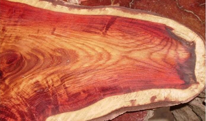 Các đặc điểm chi tiết của loại gỗ thông đỏ này
