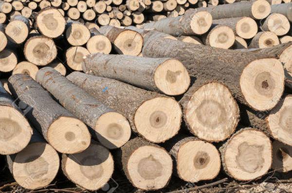 Công ty phân phối gỗ nhập khẩu