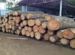 Đặc điểm của gỗ sồi là gì?