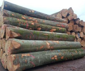 Công ty gỗ tần bì ở TPHCM được sự tín nhiệm cao
