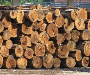 Tìm kiếm đơn vị chuyên cung cấp gỗ nhập khẩu Châu Phi